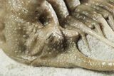 Spiny Boedaspis Trilobite - Museum Quality Specimen #237044-7